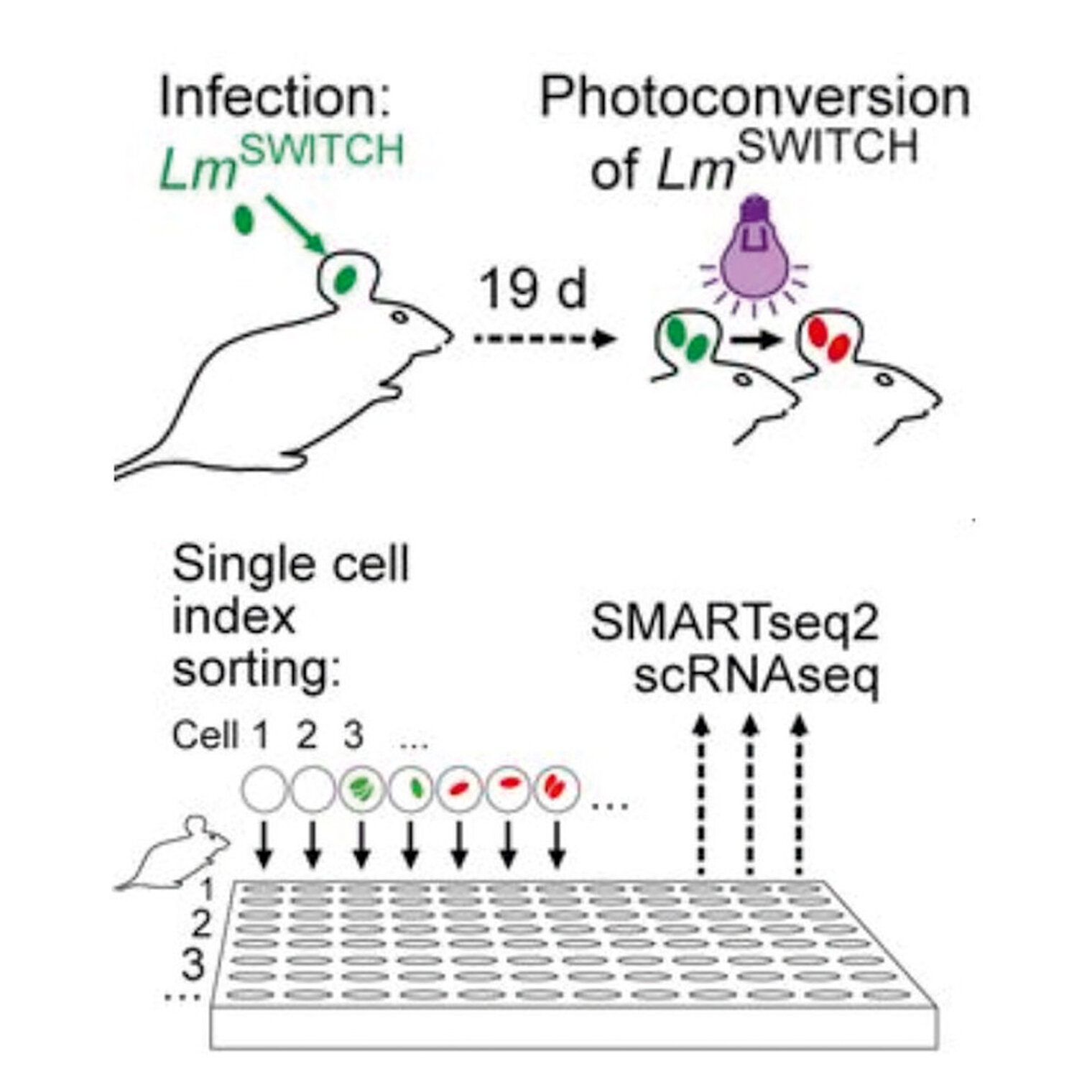 In vivo Fluoreszenz Proliferations Reporter System