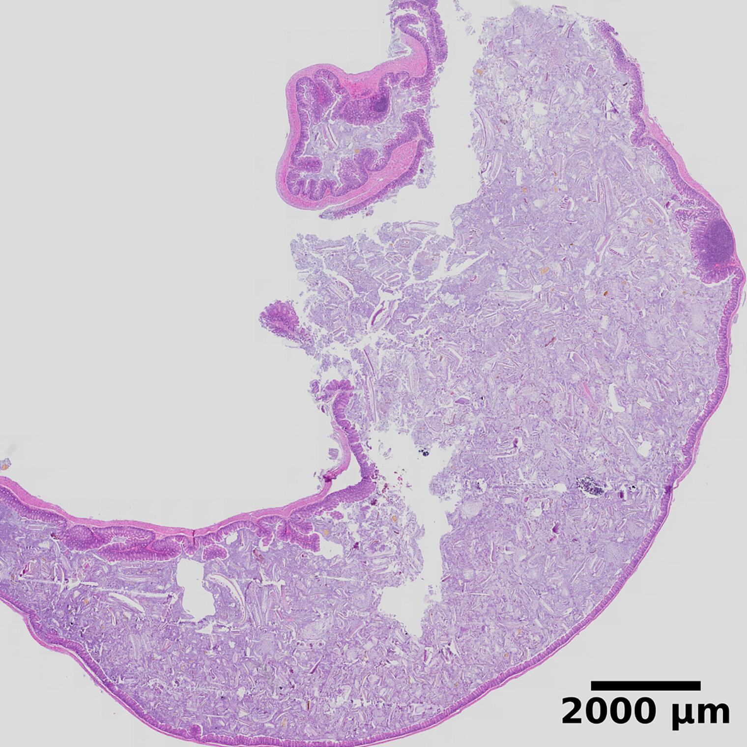 Histological staining of murine tissue