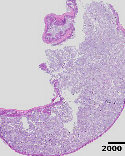 Histological staining of murine tissue