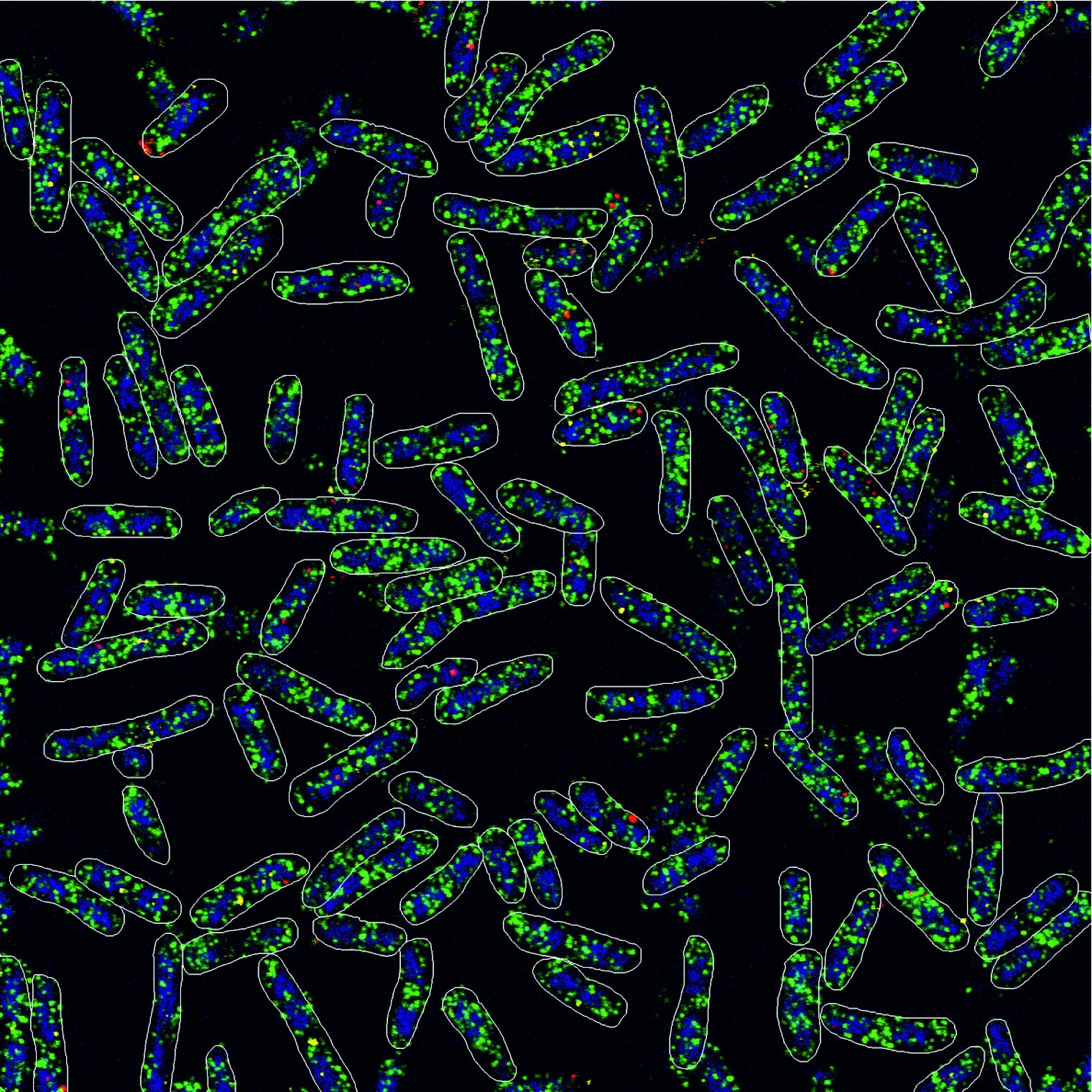 smFISH image of E. coli transcripts obtained using expansion microscopy