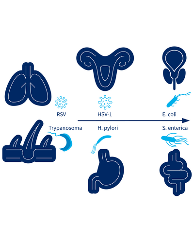 Schematic representation of the organs liver, stomach, lung, skin, prostate, cervix and intestine and different pathogens next to the drawing of a body with indicated organs