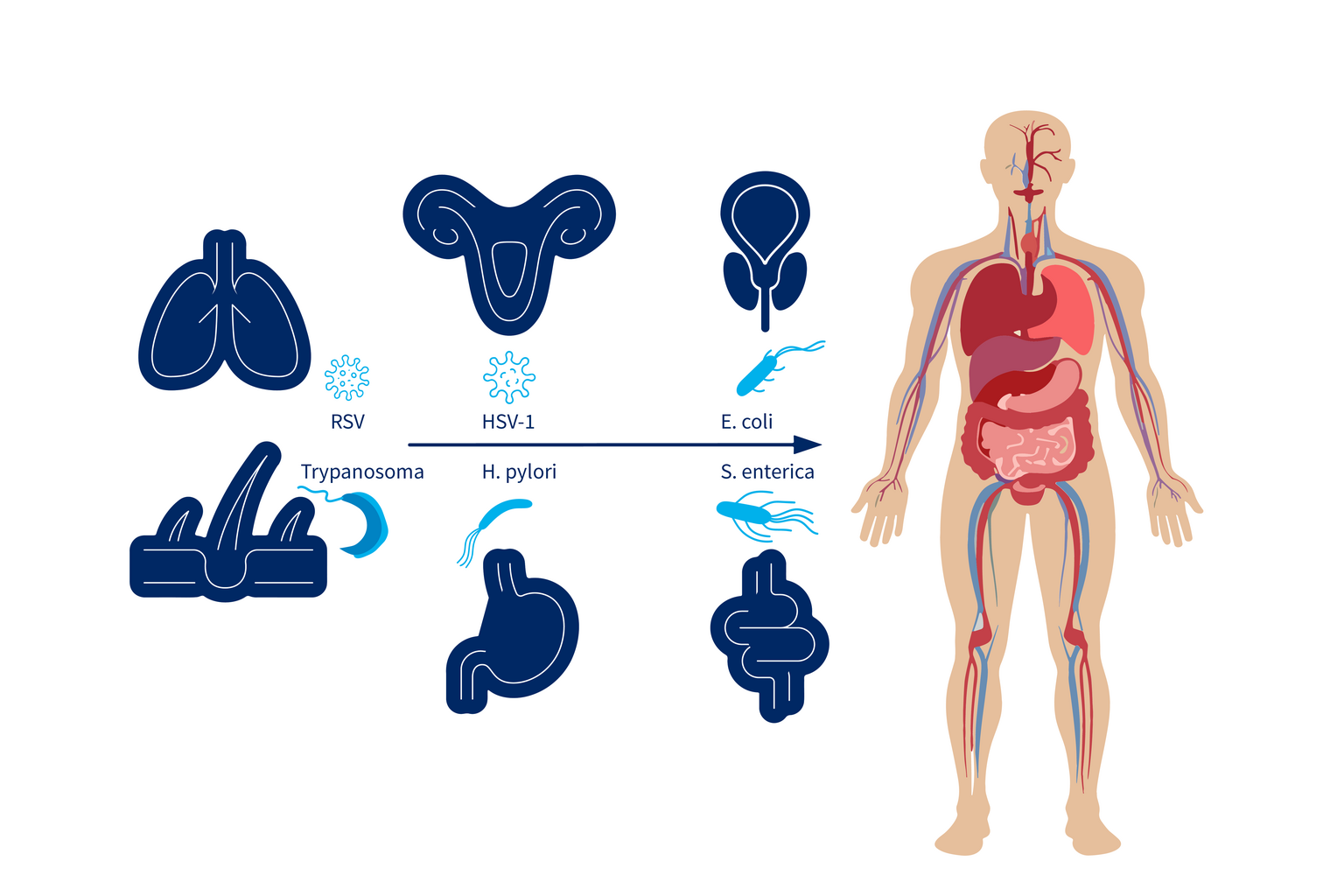 Schematic representation of the organs liver, stomach, lung, skin, prostate, cervix and intestine and different pathogens next to the drawing of a body with indicated organs