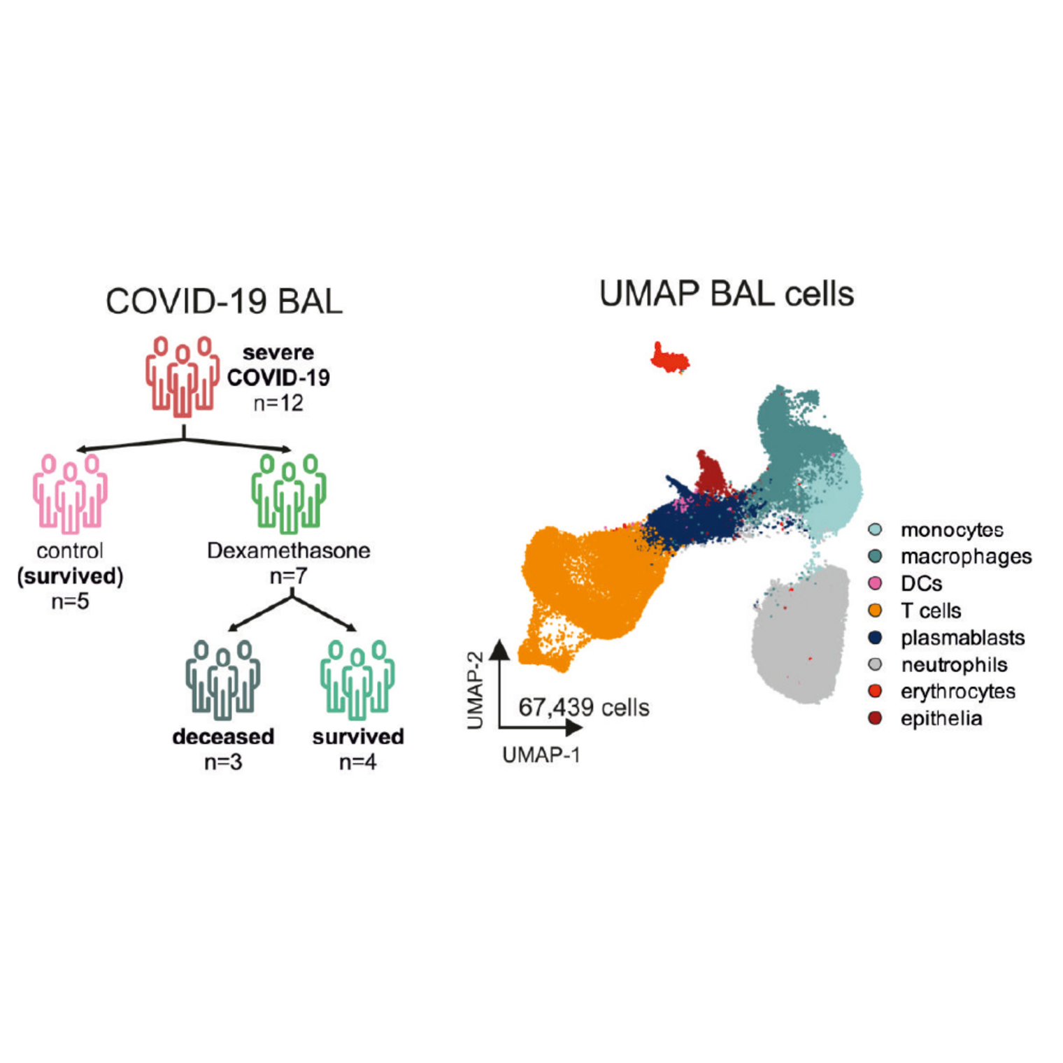 Dexamethasone-induced transcriptional changes