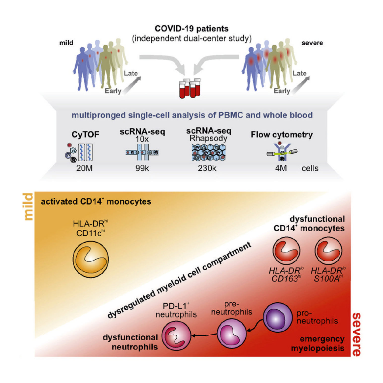 Blood Atlas of Mild and Severe COVID-19 patients