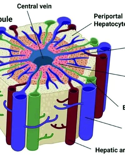 Info graphic infection mode of the liver