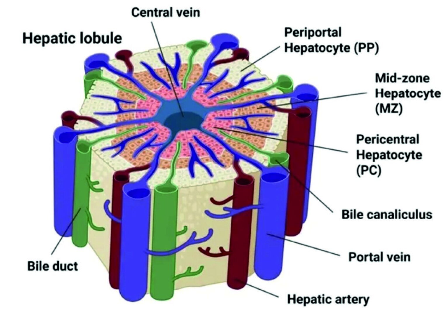 Info graphic infection mode of the liver