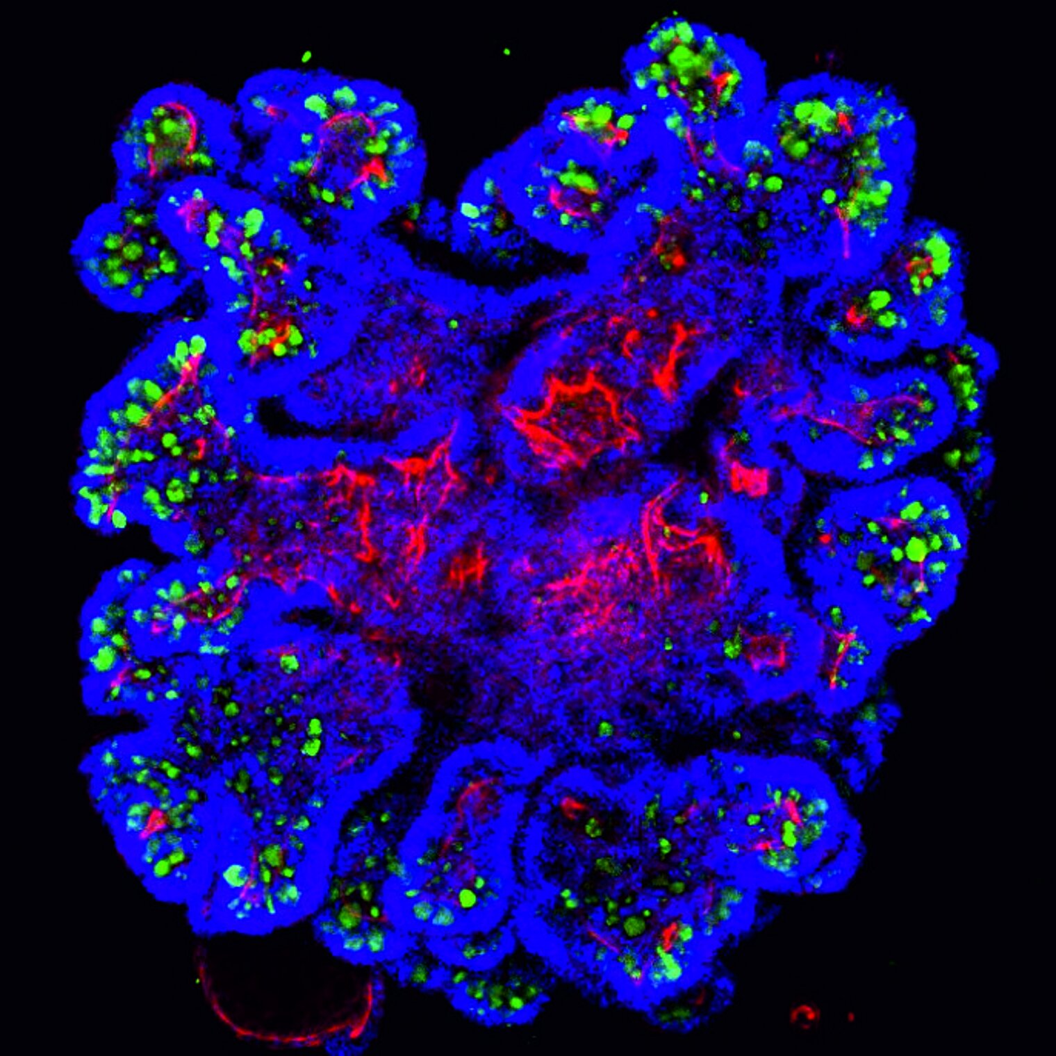 microscopic image of goblet cells in colon organoids 