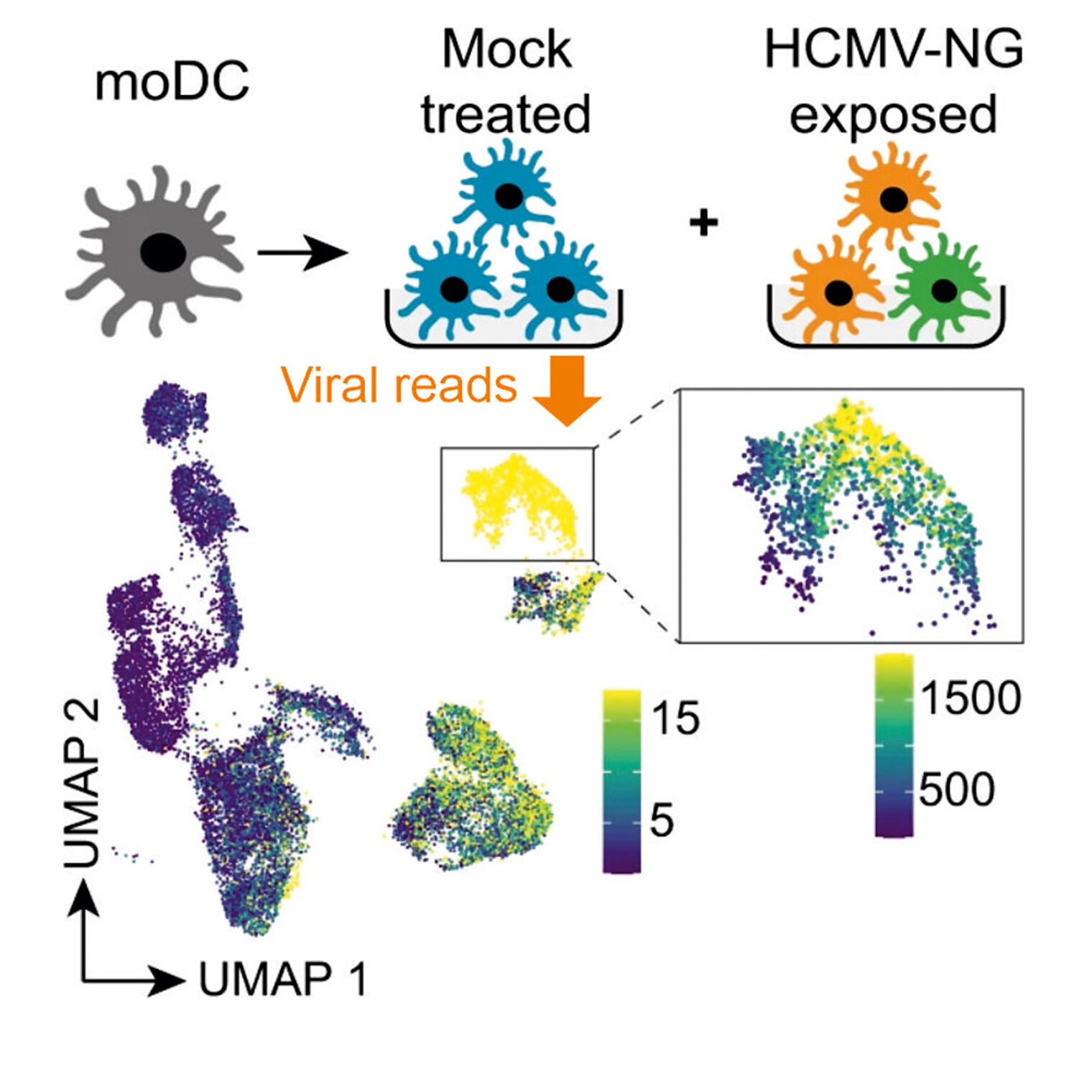 RNA-Sequenzierung von HCMV