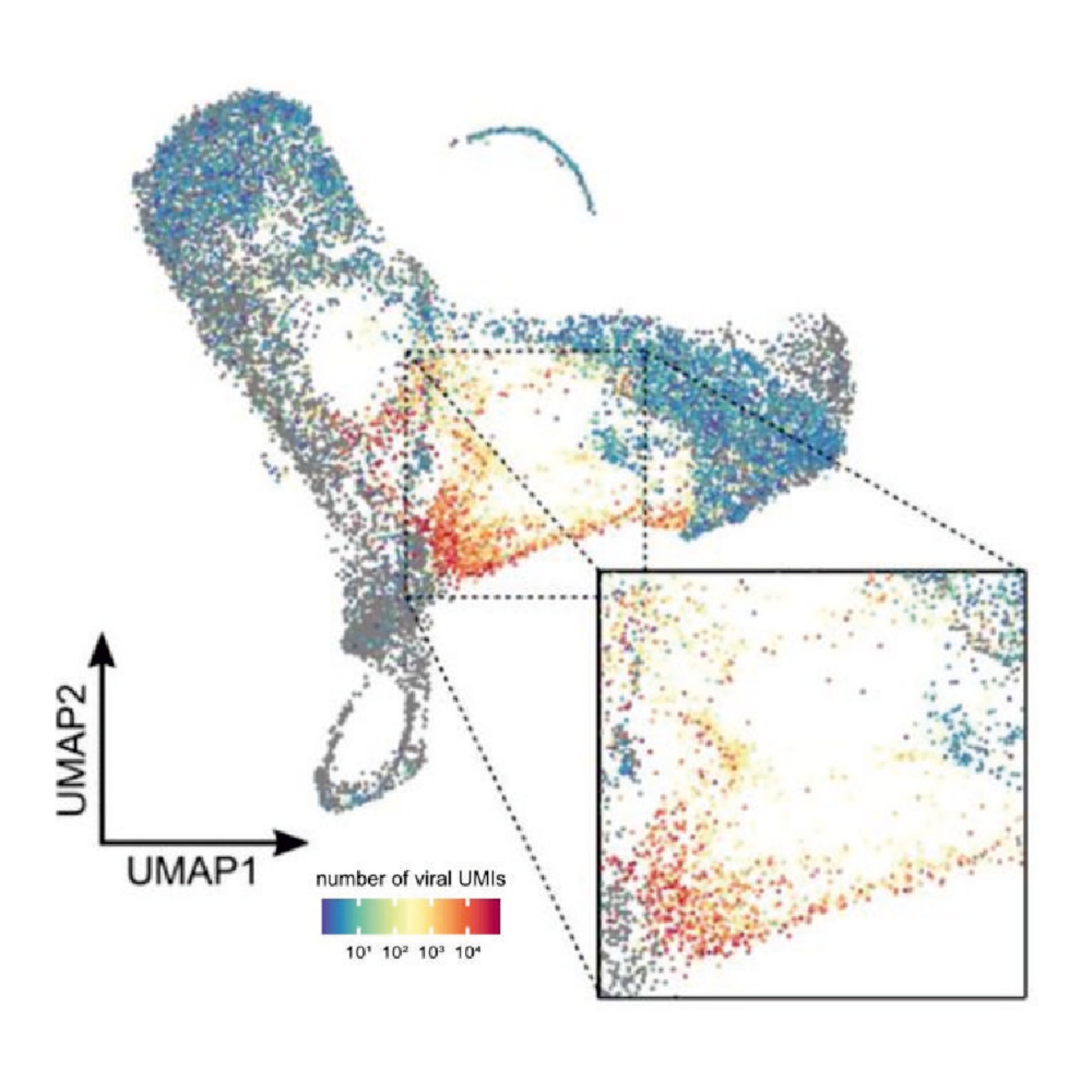 Ciliated Cell Remodeling by RSV